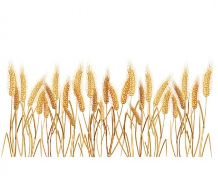黄色の小麦のベクトル