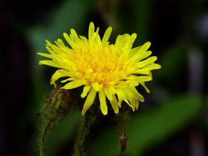 amarillo flor salvaje naturaleza