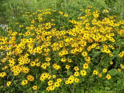 الزهور البرية الصفراء