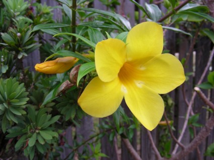Flores flor amarillo amarillo amarillo