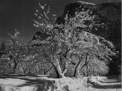 yosemite الحديقة الوطنية كاليفورنيا شجرة التفاح