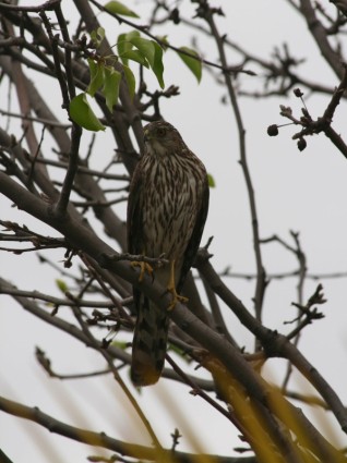 giovane falco in un albero
