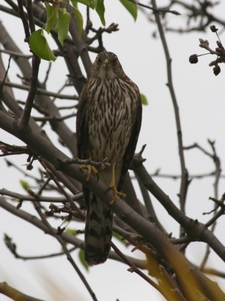 giovane falco in un albero