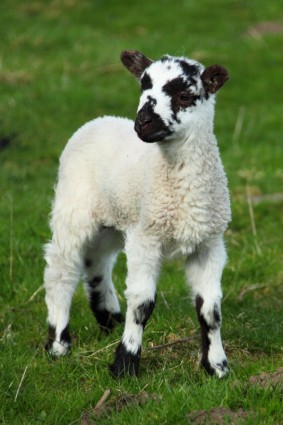 trẻ con cừu