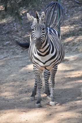 strisce di zebra zebra bianco nero