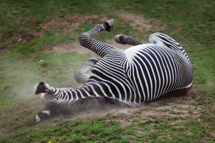 zebra in polvere