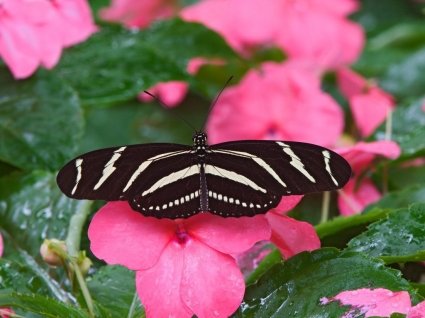 Zebra Longwing Wallpaper Butterflies Animals