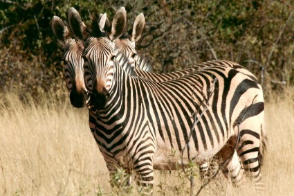 Wildtier Zebra Namibia