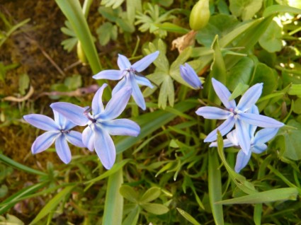 Zilla blauen Stern Blume