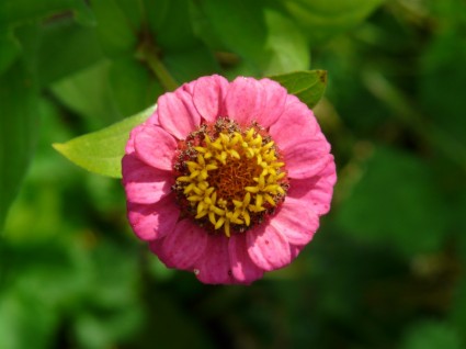 زينيا زهرة ملونة