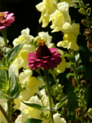 fiore Zinnia colorato