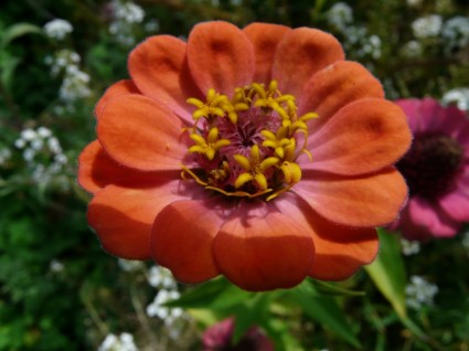 flor Zinnia colorido