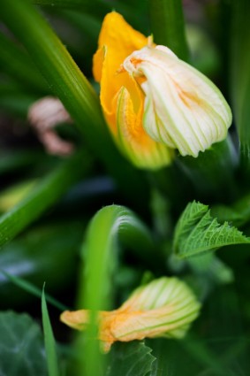 flor de calabacín