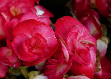 Flor De Begonia Roja-naturaleza-fotos Gratis Descarga Gratuita