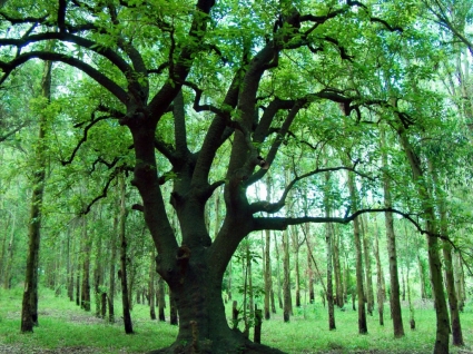 Ombu पेड़ वॉलपेपर पौधों प्रकृति-प्रकृति-वॉलपेपर नि: शुल्क डाउनलोड