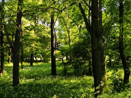 पेड़ पौधों प्रकृति वॉलपेपर-प्रकृति-वॉलपेपर नि: शुल्क डाउनलोड